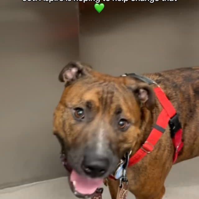 Meet our next adoptable pup: Draco! ✨🐾
– Friendly with people and dogs (don’t worry, he’s not plotting with Crabbe & Goyle)
– Amaaaazing in the car
– Fun walking buddy, still perfecting his leash skills
– Knows “sit” and “paw”
– Didn’t bark the entire time we were with him
– Super loving and ready to snuggle

Draco is currently at @anticruelty and is waiting  for his forever family. He’s happy, loving, and ready for anything! We know he’s someone’s perfect match.

Aspire is teaming up with Anti-Cruelty and @jollypets and amazing partners like @Big Barker Dog Beds @Charlee Bear Link My Pet @Jiby Dog Crew @Frost Buddy @Shawnco Toe Beans & Co and @Taylorgoodphotography to help dogs like Draco find their homes 🏡

Every adopted pup goes home with a tail-wagging goody pack filled with treats, toys, and even a few cans of Aspire for their new human (because you deserve a healthy boost, too 😉)

Want to help?
🐶 Adopt or foster (Draco can’t wait to meet you!)
💚 Volunteer or donate
📲 Share this post to help him find his people

New pups every week. Giveaways, warm fuzzies, and lots of happy tails coming soon 💫

#EnergyDrinks #AspireEnergyDrinks #fyp #dracomalfoy #dogadoption