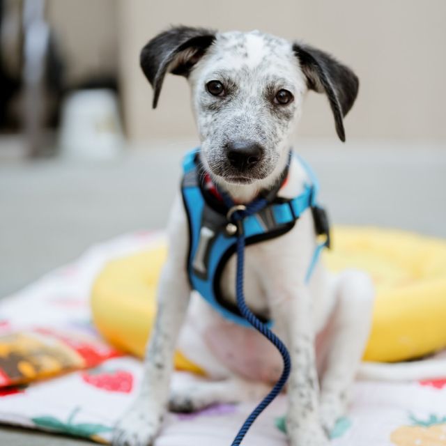 If puppies can’t convince you to join our giveaway, we don’t know what will 🤭 Giveaway ends 8/28 🐾 visit the link in our IG bio to enter! One lucky winner will snag a huge prize pack loaded with goodies for you & your pup 💚

Extra entries when you:
• Follow our partners @anticruelty @jollypets @toe.beansco @bigbarkerusa @hello.link @frostbuddy @shawncopets @jibydogcrew @charlee_bear_dogtreats @taylorgoodphoto @shop.radicallyradiant 

• Walk a shelter pup, post + tag us (you’ll also snag a free Jiby charm + sticker pack).

 Clearing the Shelters might be one whole day, but the work is never done. There will always be plenty more noses to boop, tails to wag, and homes to find.

#EnergyDrinks #AspireEnergyDrinks #fyp #puppy #dog