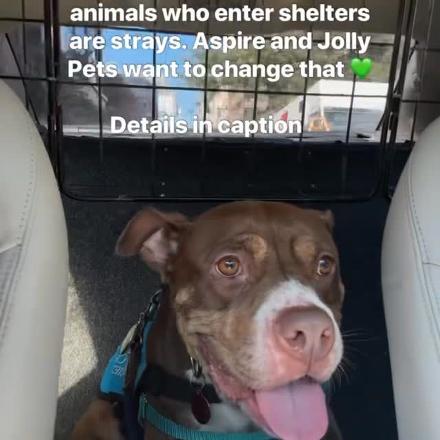 We’re partnering with @jollypets @anticruelty @toe.beansco @shawncopets @jibydogcrew @frostbuddy @charlee_bear_dogtreats @hello.link @bigbarkerusa @taylorgoodphoto @shop.radicallyradiant 
to help dogs like Queen find their people. Her and her go-home starter pack are ready, she just needs someone to say yes. If you’ve been thinking about adopting, don’t wait. Come meet her, take her for a walk, and see if she’s your match.

There’s plenty of ways to help!

🐾 Share this post 🐾 Tag a friend 🐾 Better yet, come meet her (and bring extra treats 👑)

#AdoptQueen #AntiCruelty #DogDaysofSummer #shelterdoglove #EnergyNotAnxiety