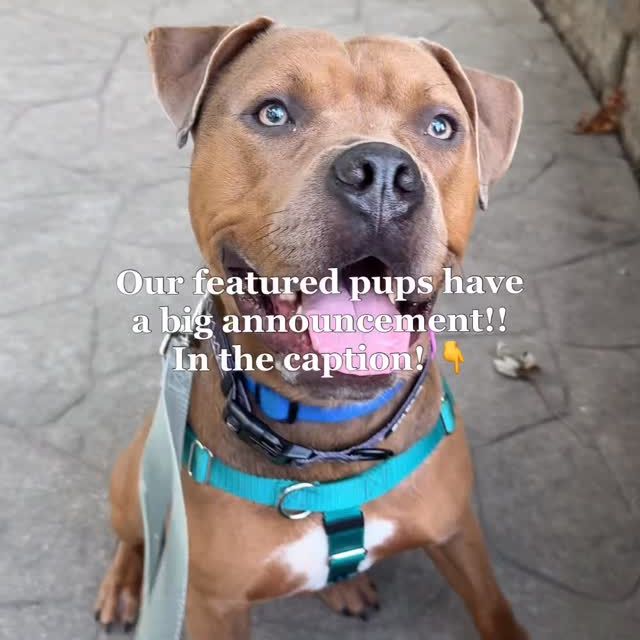 The dogs wanted you to know: “Bark bark bark arf. Woof bark woof woof arf bark woof. Woof bark bark bark BARK. Arf arf woof bark woof.”

So, if anybody speaks dog let us know what the announcement is!!

Hey, @jollypets @bigbarkerusa @anticruelty @hello.link @jibydogcrew @frostbuddy @shawncopets @charlee_bear_dogtreats @toe.beansco @shop.radicallyradiant - do any of you know what they’re saying?

#adopted #aspireenergydrinks #energydrinks #fyp #rescues