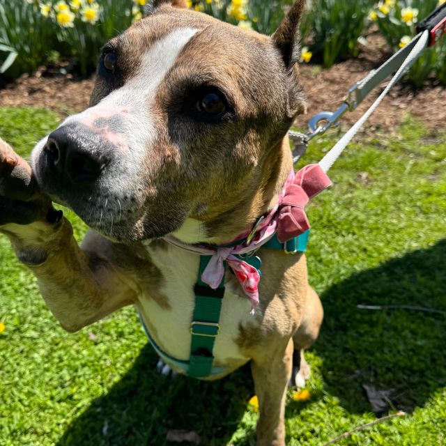 Meet your new soulmate: Taffy 🐾 9 years old | American Pit Bull Terrier
- Cuddling is her favorite thing to do
- Great on a leash
- Fully housebroken and happy anywhere - from cozy studios to multilevel homes
- Squeaky toy enthusiast with a soft spot for stuffed animals
- SO smart and ready to learn! - Learned “get Paco” in under 5 minutes. Yes, Paco is her toy.
- Sleeps on a pillow like a human during the day
- Gives paw constantly 🐾 it’s her love language (and it works)
- Obsessed with people, gentle with kids, and will give you the side eye if you stop petting her
- Huge and adorable personality
- Sleeps in on weekends, even if she eats earlier the night before!
- Food motivated with is very helpful.
- Extremely well behaved when it comes to being home alone. Will sleep and barely even move from the spot you left her in!
- Best as the only pet. Taffy’s been working hard on her leash manners around other pups (treats = game changer), and is making strides being near other dogs but ultimately wants all the attention to herself (as she should)

Taffy is currently being fostered by @wiggleyvillefosterpups through @anticruelty and is waiting for her forever fam. We think she’s someone’s perfect match.

Aspire is teaming up with Anti-Cruelty, @jollypets and amazing partners like @charlee_bear_dogtreats @shawncopets @jibydogcrew @frostbuddy @hello.link @bigbarkerusa @toe.beansco and @taylorgoodphoto to help dogs like Taffy get adopted 🐾 Every adopted pup goes home with a goody pack of treats, toys, and a few cans of Aspire for their new human (because love takes energy 😉)

Want to help? – Adopt or foster (Taffy is ready to cuddle!) – Volunteer or donate – Share this post to help her find her people!

New pups every week. Giveaways and lots of happy tails coming soon 💚

#Adopted #AspireEnergyDrinks #EnergyDrinks #fyp #RescueDog