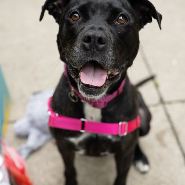 Ready to walk for a good cause (and a great prize)? 👀

Pledge to walk a shelter dog and tag a friend who loves their dog, and you’ll be entered to win our Dog Days of Summer Giveaway!

✨ Prizes include:
 🐶 Dog-approved gear from our partner brands
 💥 Aspire merch & drinks
 🎁 And one grand prize pack you don’t want to miss

How to Enter:
Fill out the pledge form (link in bio!) to walk a shelter dog 🐕

For bonus entries:
 📲 Follow all participating brands:
@anticruelty 
@jollypets
@bigbarkerusa 
@charlee_bear_dogtreats 
@hello.link 
@frostbuddy 
@jibydogcrew
@toe.beansco 
@shawncopets 
@taylorgoodphoto 
 🐾 Actually walk a shelter dog between 8/18–8/22
 📸 Post a pic or video of your walk, tag @aspiredrinks and use #dogdaysgiveaway

Let’s walk to raise awareness, wag some tails, and get these dogs adopted 💚
 #DogDaysGiveaway #AspireEnergyDrinks #EnergyDrinks #fyp