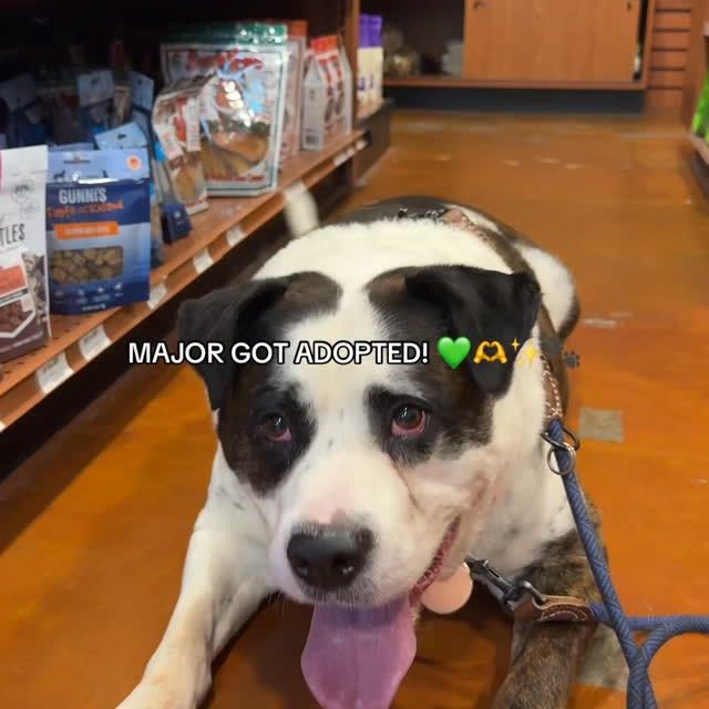 This sweet boy Major has officially been adopted! We’re celebrating with tail wags, happy tears, and maybe a victory zoomie or two 🐾🎉

Through our campaign with @anticruelty Cruelty @jollypets @bigbarkerusa @charlee_bear_dogtreats @hello.link @jibydogcrew @frostbuddy Buddy @shawncopets @toe.beansco and @taylorgoodphoto every adopted pup goes home with a tail-wagging pack of goodies (plus some healthy energy for their new humans too 😉)

Two happy endings down, more to come! stay tuned as we spotlight a new adoptable dog each week 💫🤭

#Adopted #AspireEnergyDrinks #EnergyDrinks #fyp #RescueDog