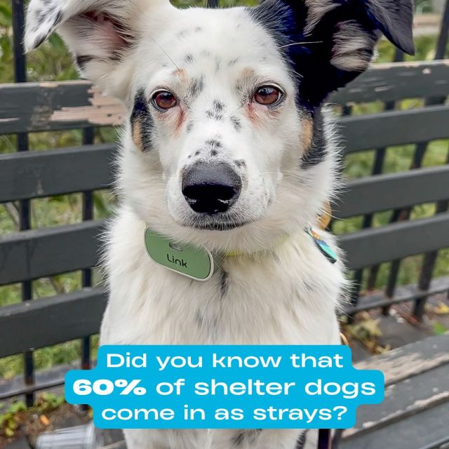 Your pet’s health, safety, and wellbeing 🐾 Connected 24/7/365 ✨Our friends at Link My Pet make it possible, and you could win one in our giveaway! 💚

Our giveaway ends 8/28! Enter via the link in our IG bio for your chance at a huge prize pack for you & your pup (including a Link My Pet device)
Extra entries when you:
• Follow all our partners:
@jollypets 
@anticruelty 
@toe.beansco 
@shawncopets 
@jibydogcrew 
@frostbuddy 
@charlee_bear_dogtreats 
@bigbarkerusa
@hello.link 
@shop.radicallyradiant 
@taylorgoodphoto 

• Walk a shelter pup, post + tag us (free Jiby charm + sticker pack included 🐾)

Clearing the Shelters might be one day, but the mission goes way beyond it, and devices like Link My Pet help make that possible 💫

#EnergyDrinks #AspireEnergyDrinks #fyp #dog #dogadoption