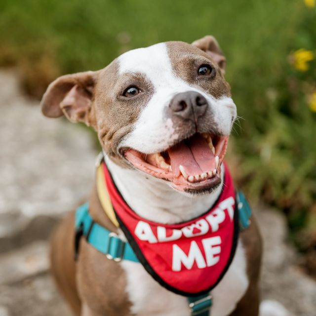 Meet our next adoptable pup: Athena!

5 years old | 58 lbs | American Pit Bull mix
	⁃	Super affectionate, happy, and loving
	⁃	Very social
	⁃	Housebroken
	⁃	Happy to spend the day snuggling OR exploring
	⁃	Food motivated, but respectful when her humans are eating at the table
	⁃	Adaptable and relaxed around all the city noises
	⁃	She is a Special Care pets, meaning she may need a bit more love and care due to knee arthritis on both sides.

Athena is being fostered through @Anti-Cruelty and is watitng for her forever fam. We think she is someone’s perfect match. Happy, loving, and ready for anything.

Aspire is teaming up with Anti-Cruelty @jollypets @bigbarkerusa @hello.link @jibydogcrew @charlee_bear_dogtreats @frostbuddy @toe.beansco @shawncopets @taylorgoodphoto to help dogs like Athena get adopted 🐾 Every adopted pup goes home with a tail-wagging goody pack including treats, toys, and a few cans of Aspire for their new human (because you deserve a healthy boost, too 😉)

Want to help? – Adopt or foster (Athena is ready when you are!) 
– Volunteer or donate – Share this post to help him find his people 🐶

New pups every week. Giveaways, warm fuzzies, and lots of happy tails coming soon 💫

#AspireEnergyDrinks #EnergyDrinks #fyp #RescueDog #Adopted